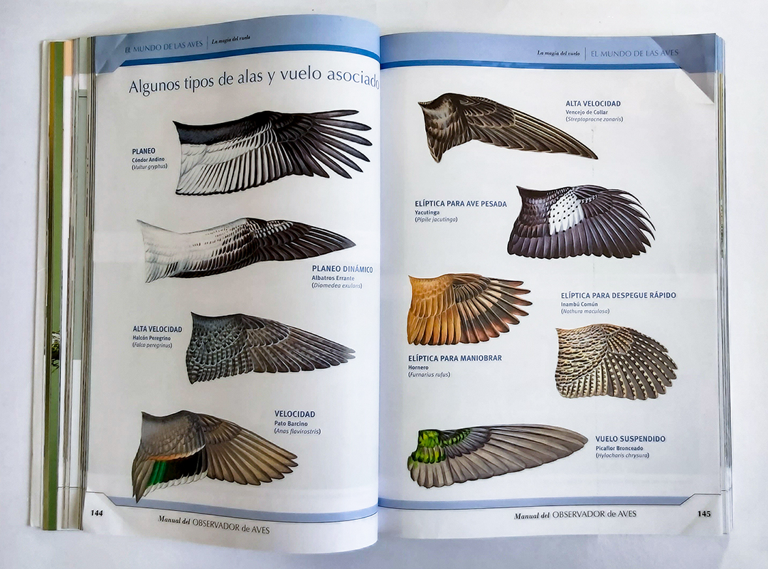 Tipos de alas y vuelos de las aves